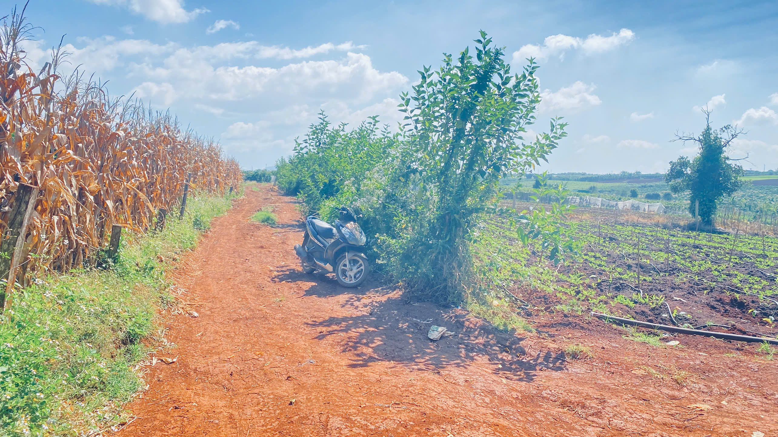 2,5 ha, hẻm tân hội, đức trọng cũ, lâm đồng