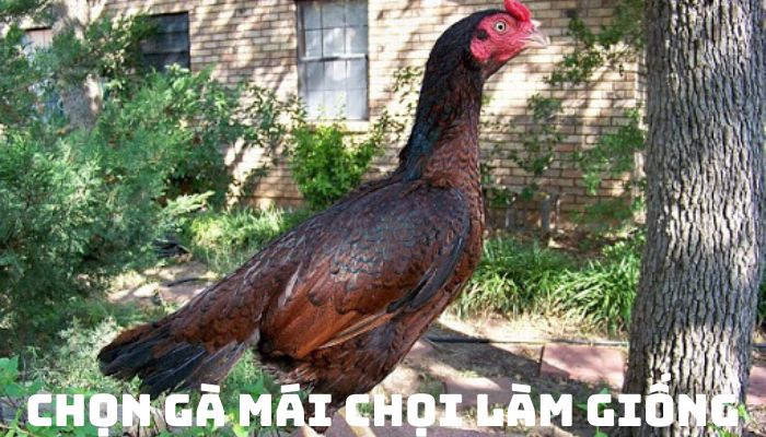 BÍ QUYẾT CHỌN GÀ MÁI CHỌI LÀM GIỐNG