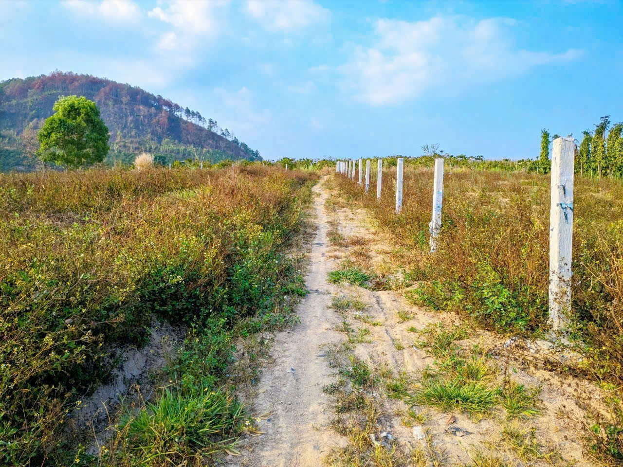 Tổng 7 sào đất mặt nhựa vào kdl thác pongour, đức trọng, lâm đồng