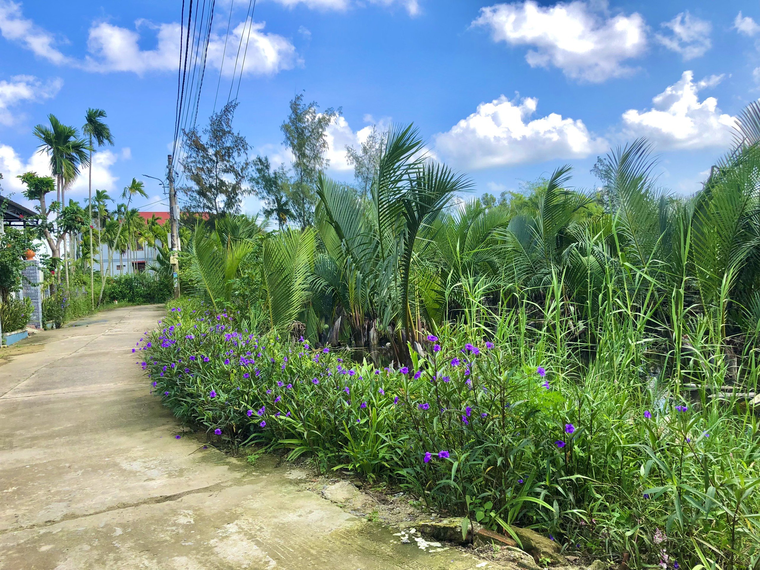 Cần bán lô đất cực đẹp gần 800m trục Huỳnh Thị Lựu giá chỉ 7ty5 - Hội An.