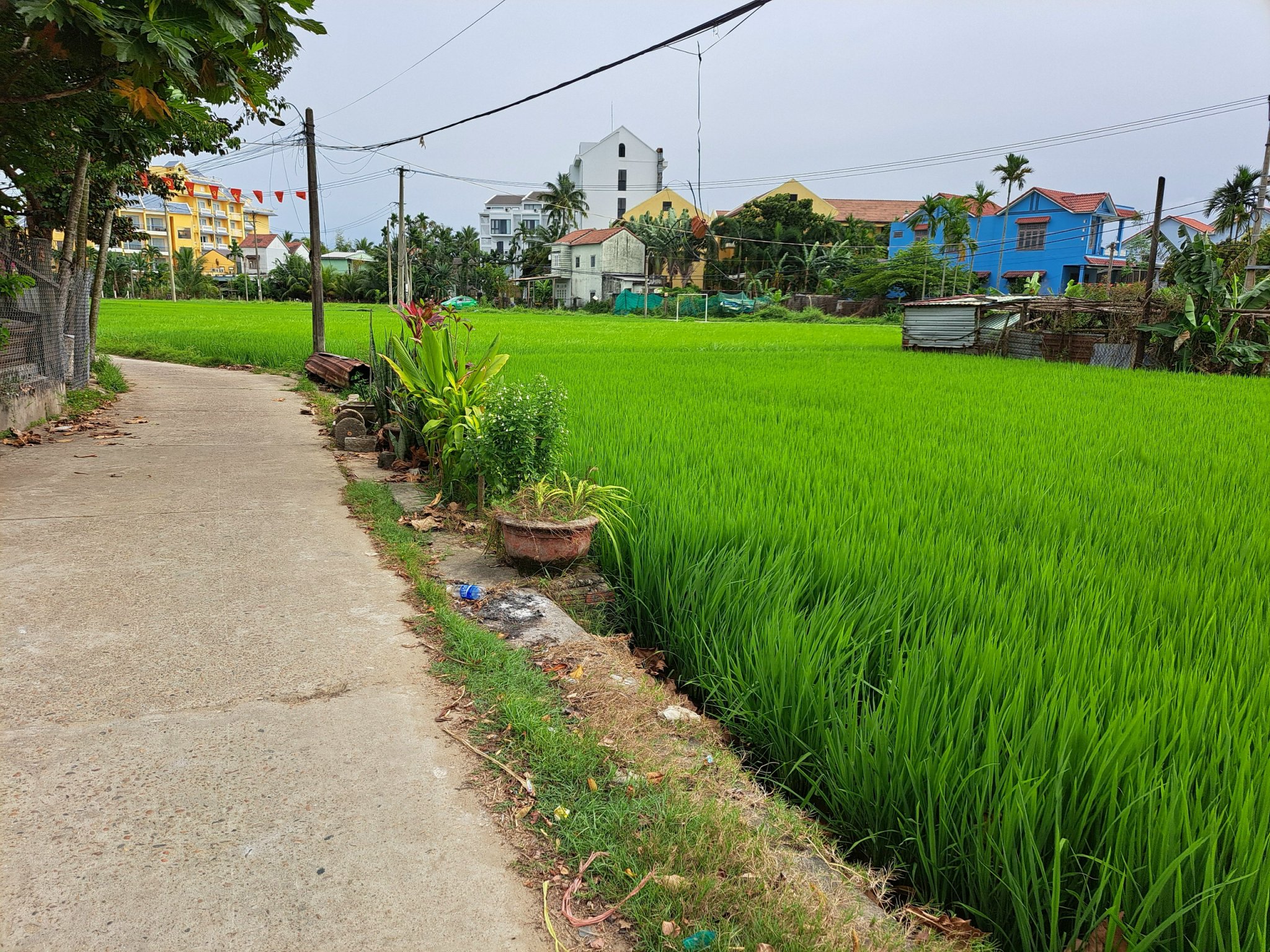 Lô 1030mv 3 mặt view lúa Lê Thánh Tông còn sót lại duy nhất -bao trọn cánh đồng