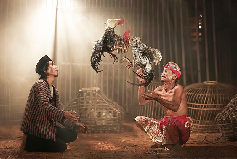 KÈO ĐÁ GÀ CAMPUCHIA NGÀY HÔM NAY MỚI NHẤT