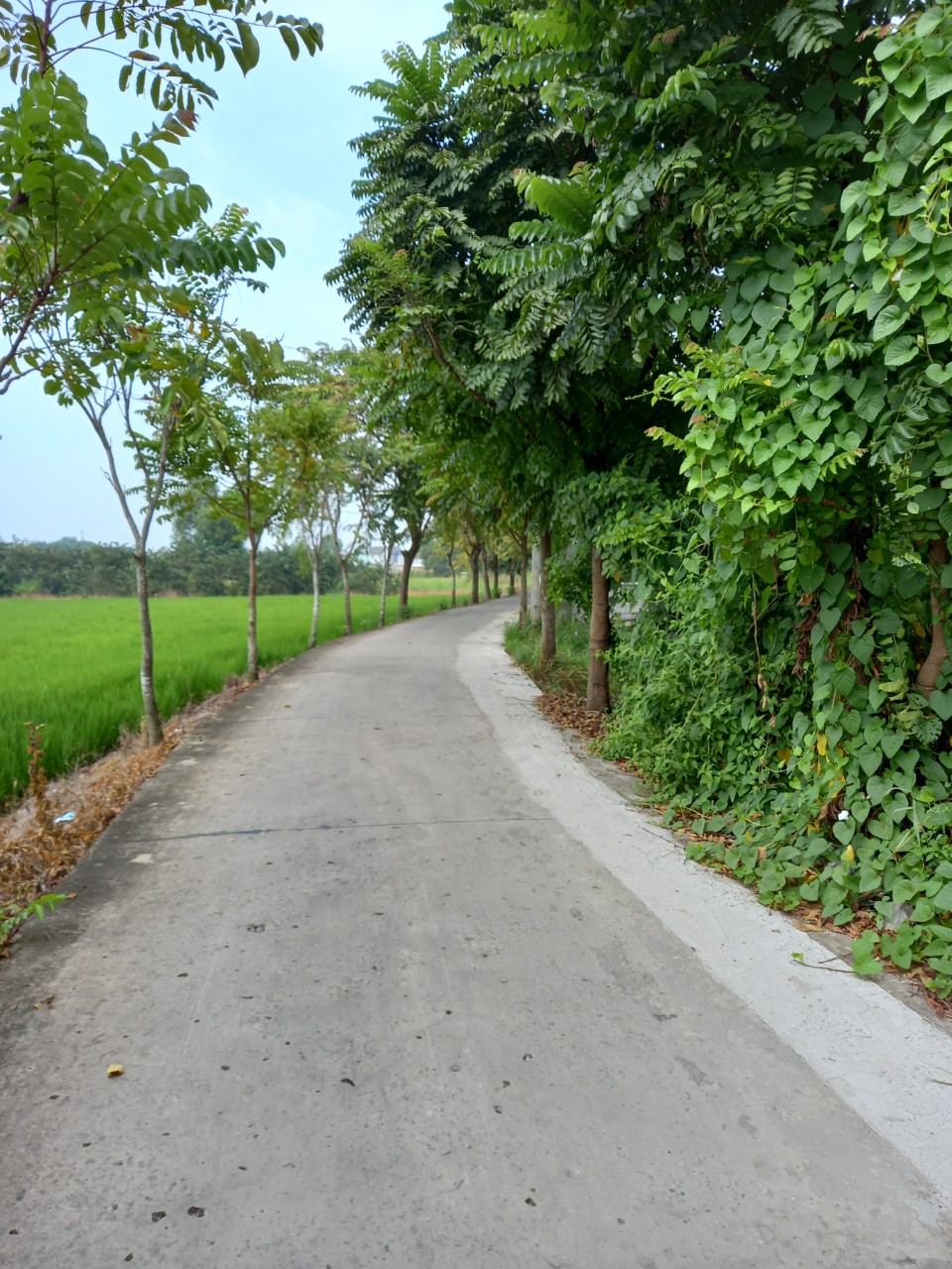 bán đầt trồng cây lâu năm