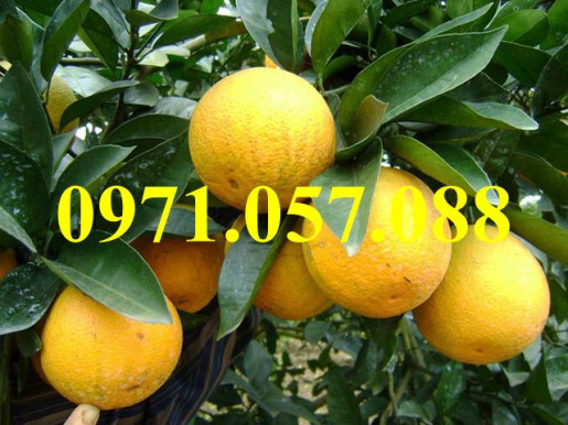 GIỐNG CÂY CAM VINH