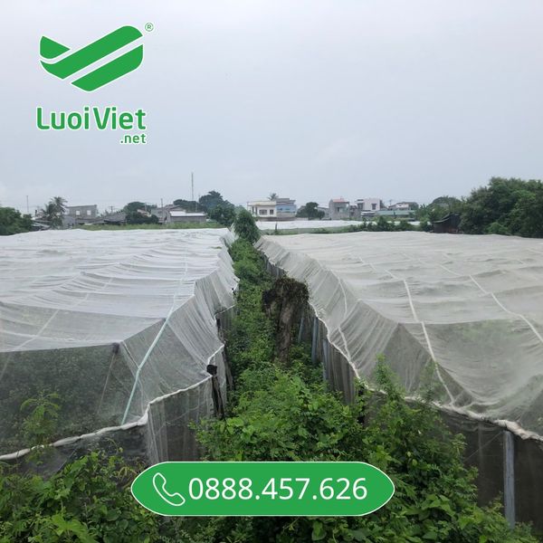 Lưới chắn côn trùng, lưới chùm cây ăn quả