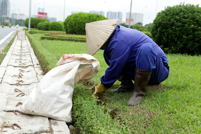 Dịch vụ cắt c.ỏ dại phát hoang mùa khô ở HCM, Đồng Nai, BRVT