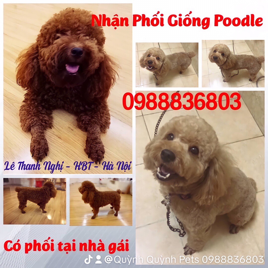 Chuyên phối giống Poodle Hà Nội. 0988836803