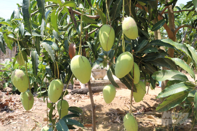 Cây giống xoài tứ quý