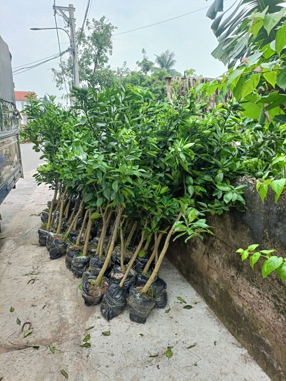 CÂY CAM VINH CỠ TO