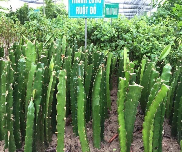 Nơi cung cấp cây giống thanh long ruột đỏ