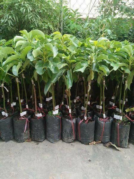Cung cấp cây giống bơ sáp