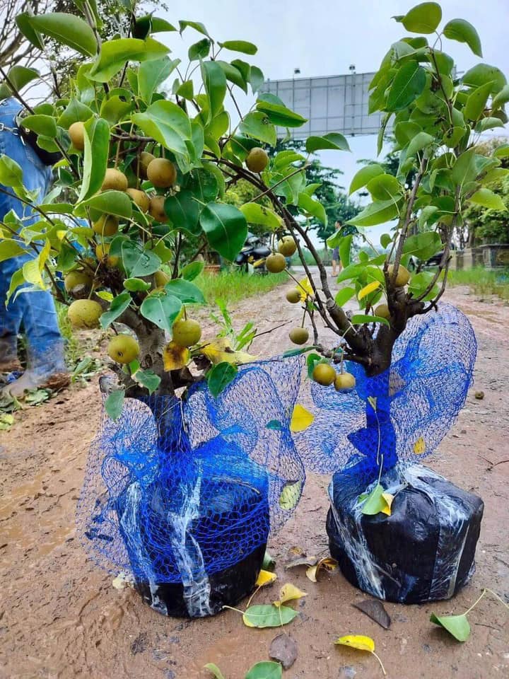 NƠI CUNG CẤP GIỐNG CÂY LÊ VÀNG