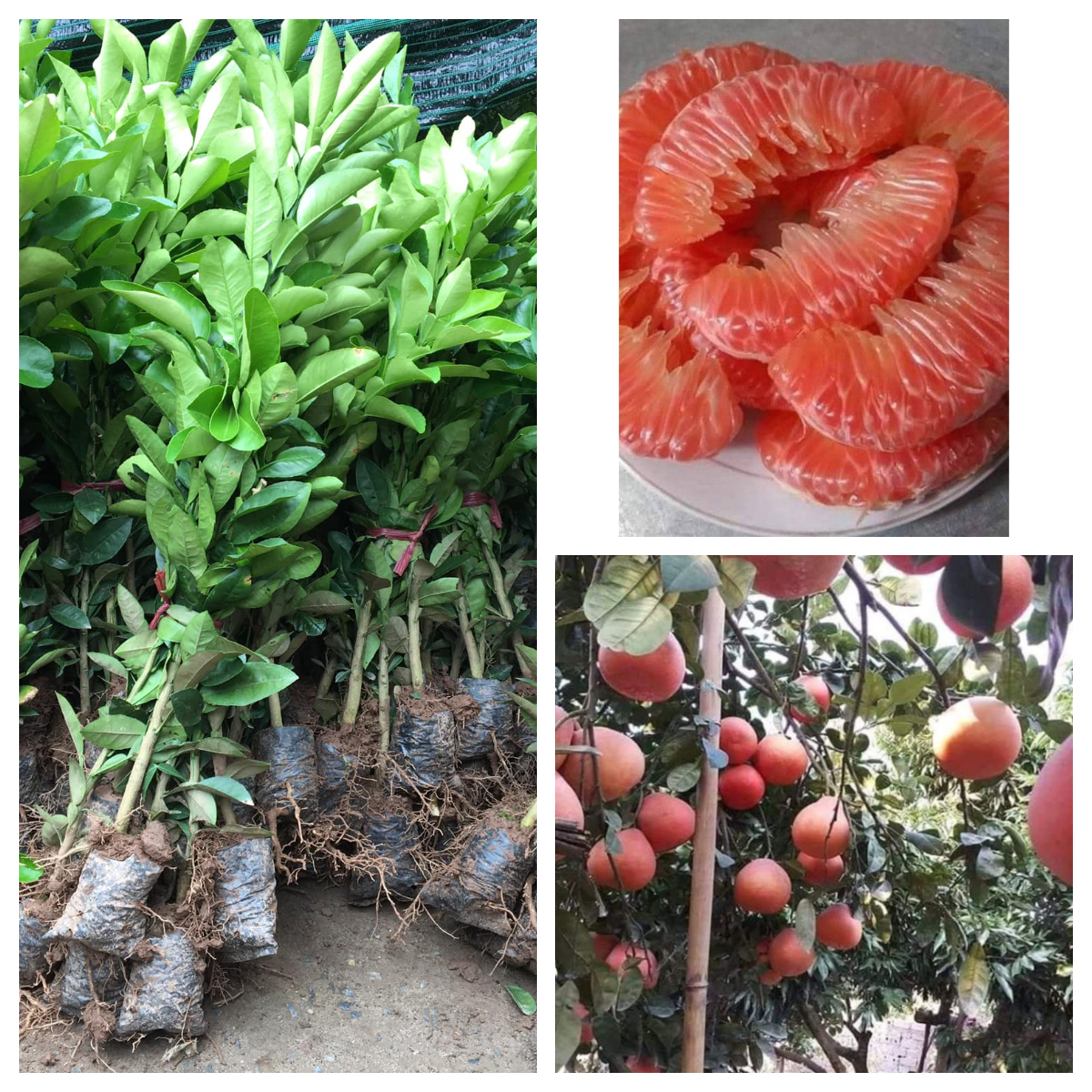 Cung cấp cây giống bưởi luận văn