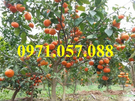 GIỐNG CÂY CAM ĐƯỜNG CANH