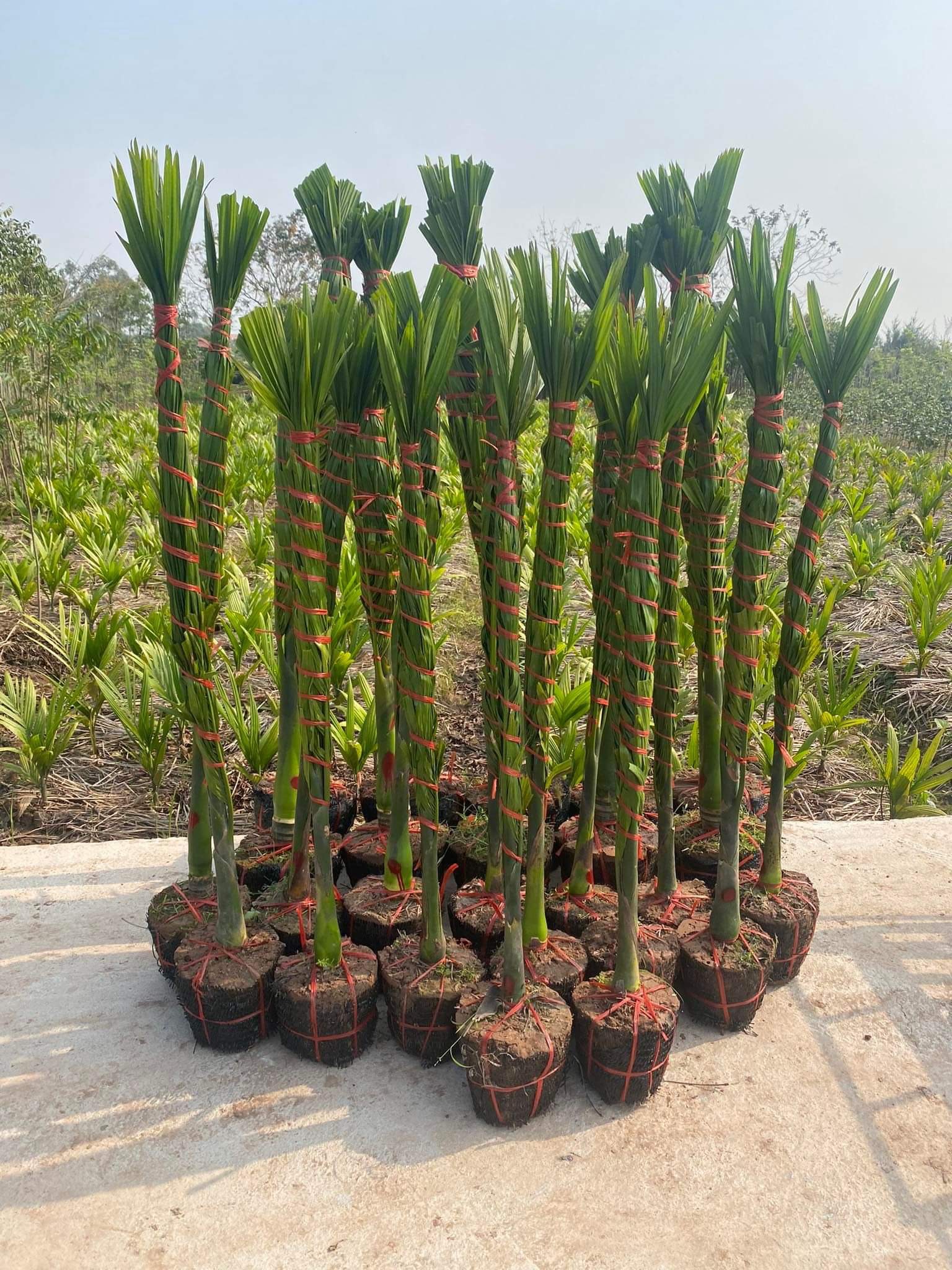 CÂY CAU TỨ QUÝ CÂY TO