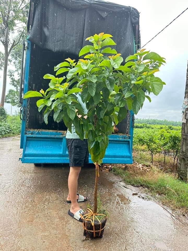 CÂY BƠ SÁP CỠ TO