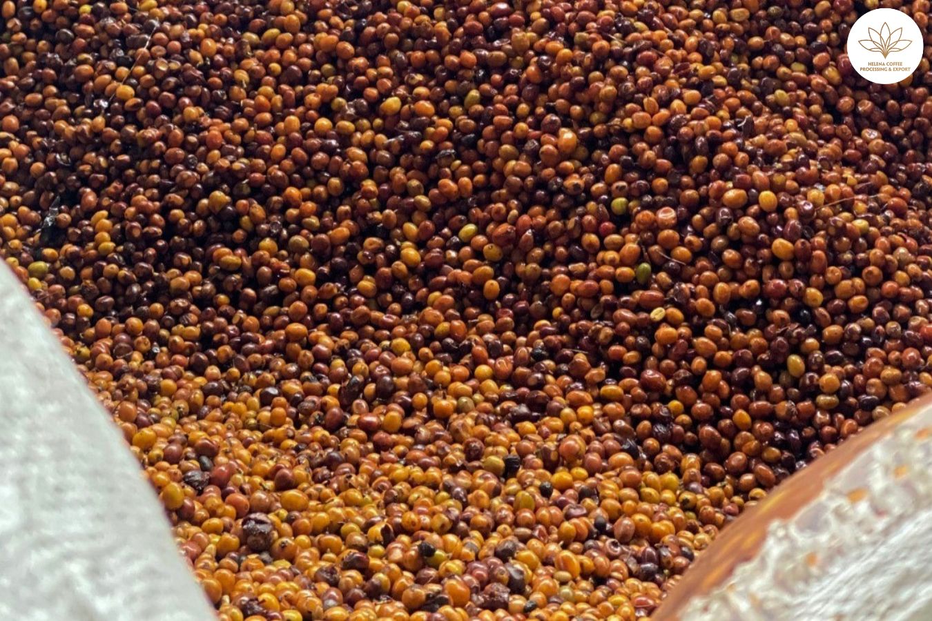 Delving into the Art of Co-Fermenting Coffee