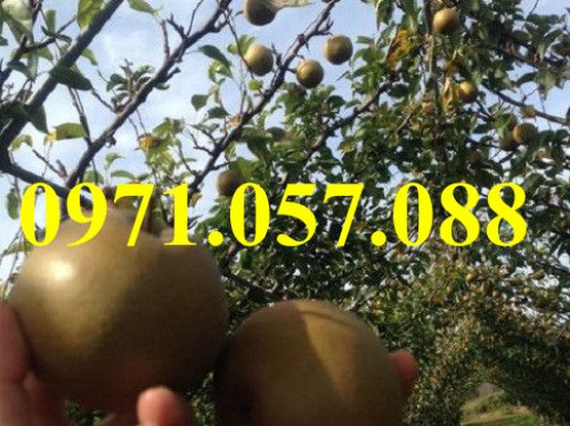 GIỐNG CÂY LÊ NÂU