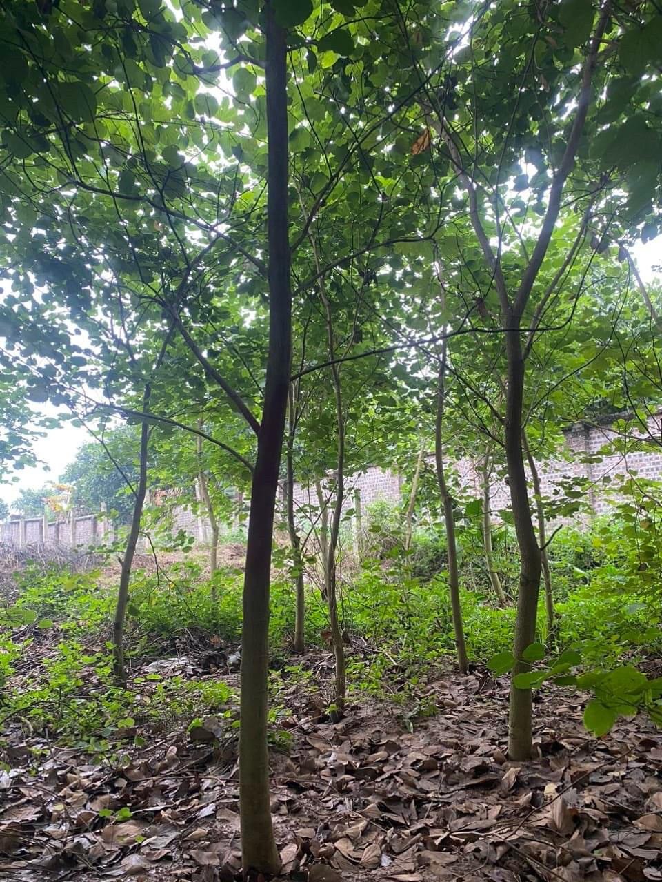 CÂY BAN TÂY BẮC