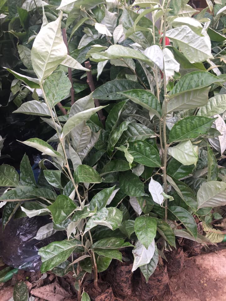Nơi cung cấp cây giống nhót ngọt