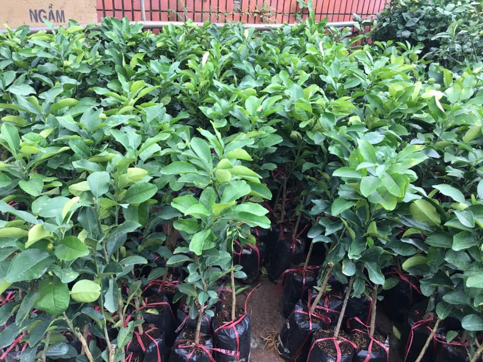 NƠI CUNG CẤP GIỐNG CÂY BƯỞI DA XANH