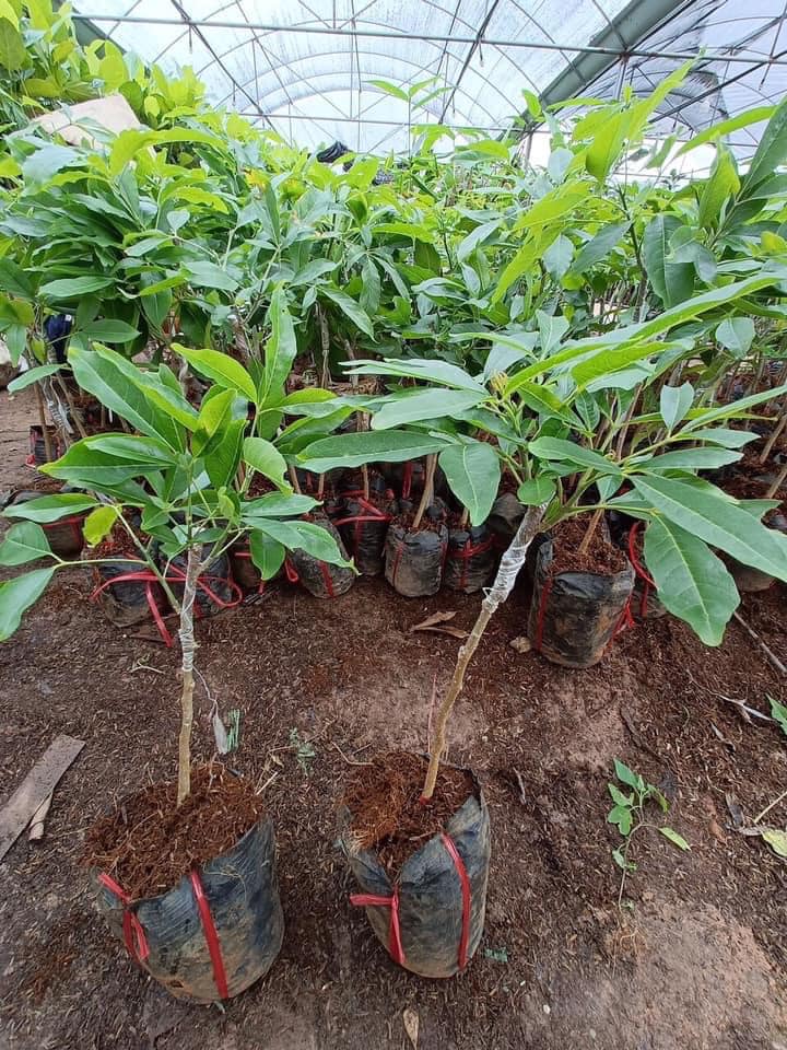 GIỐNG CÂY BÁNH KEM