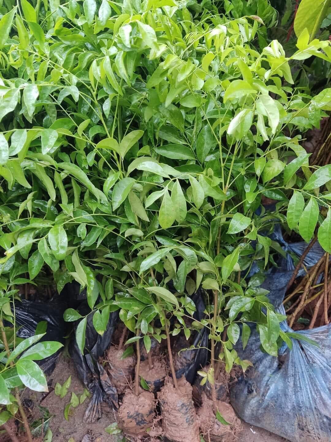 NƠI CUNG CẤP GIỐNG CÂY MÓC MẬT