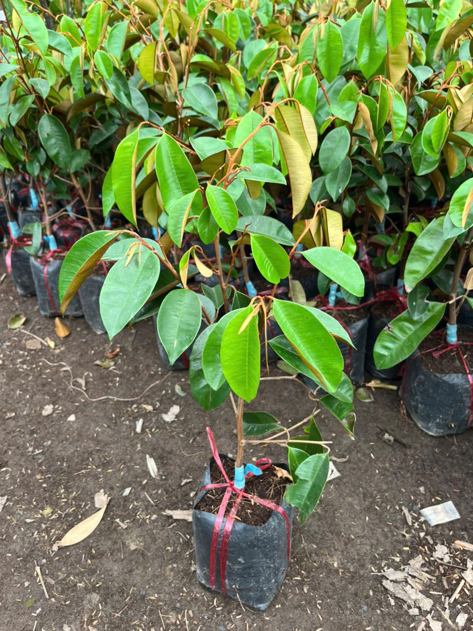 CÂY GIỐNG VÚ SỮA