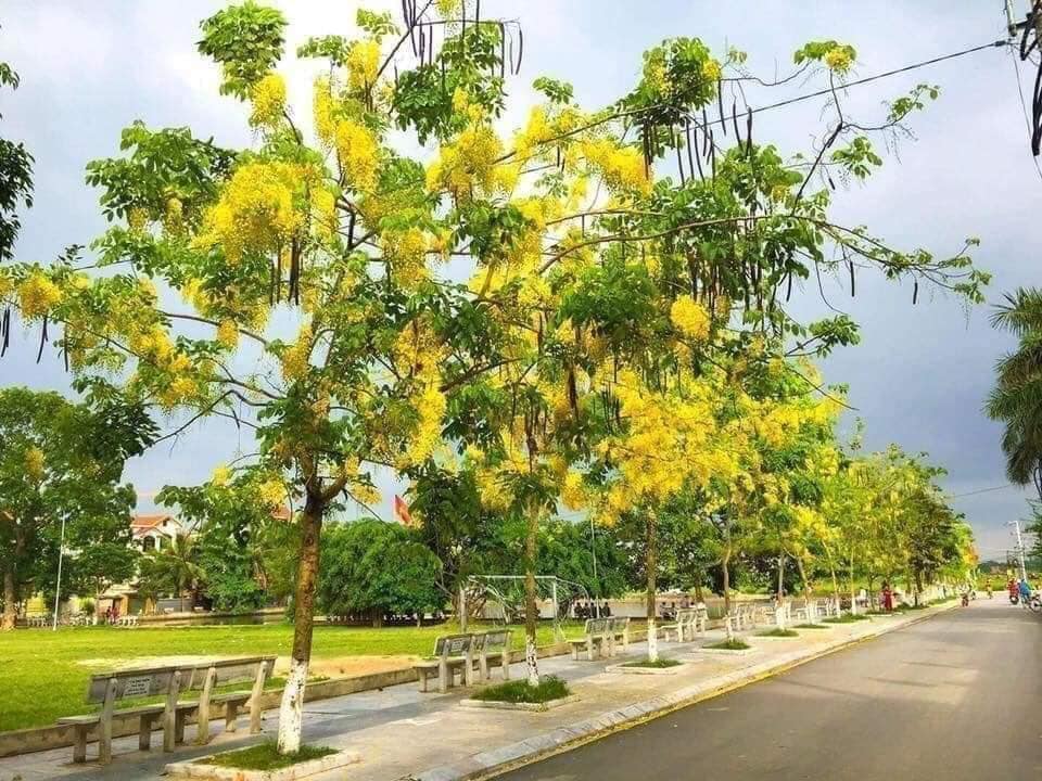 Cây giống  muồng hoàng yến