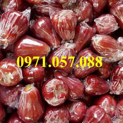 Cây giống roi đỏ