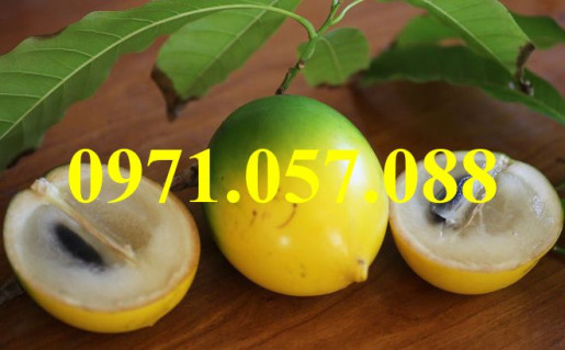 Cây giống vú sữa hoàng kim