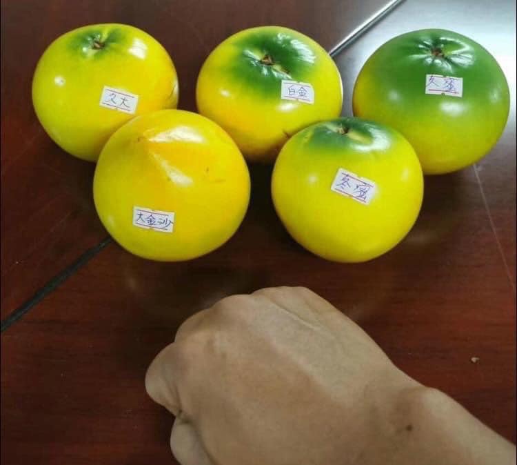 CÂY VÚ SỮA HOÀNG KIM NHIỀU CỠ