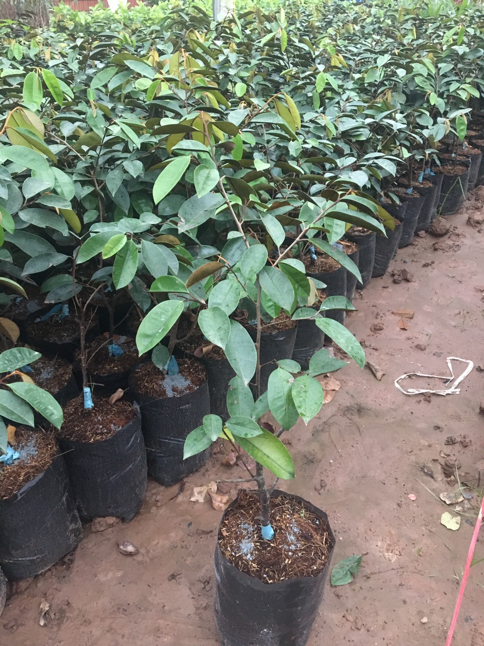 CÂY GIỐNG VÚ SỮA
