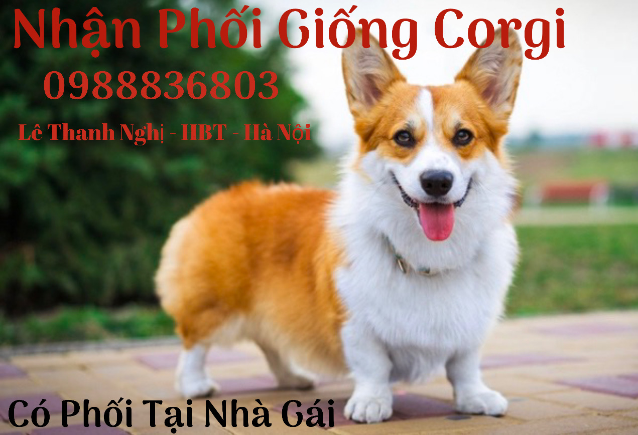 Nhận Phối giống Corgi Hà Nội . 0988836803