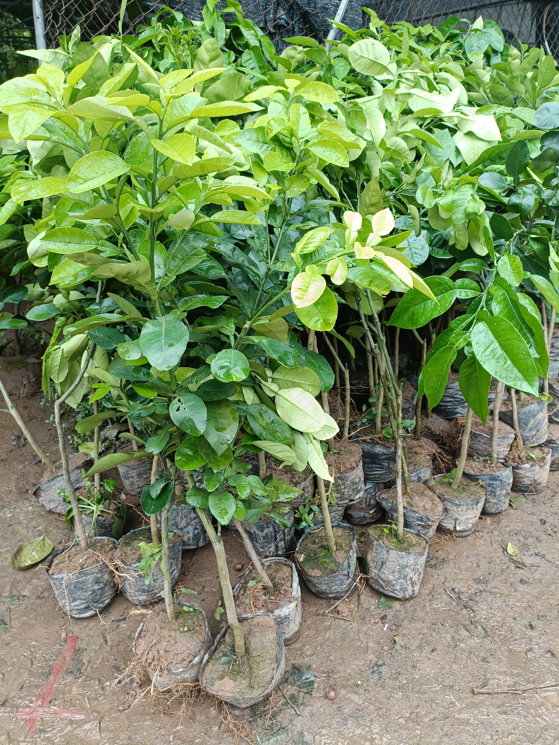 CÂY BƯỞI VỎ ĐỎ RUỘT ĐỎ CỠ NHỠ