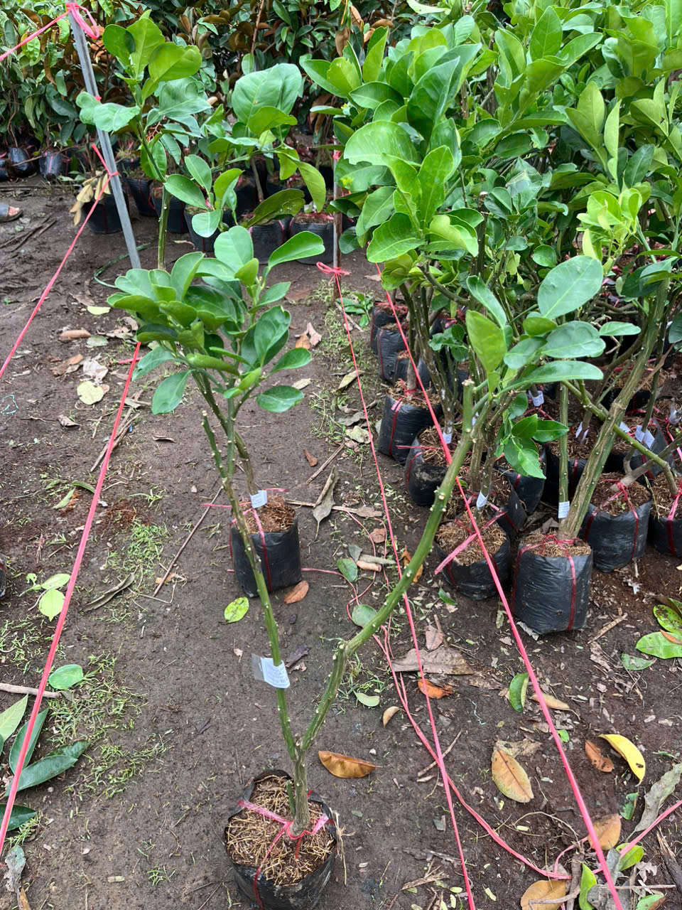 Cung cấp cây giống bưởi 5 roi