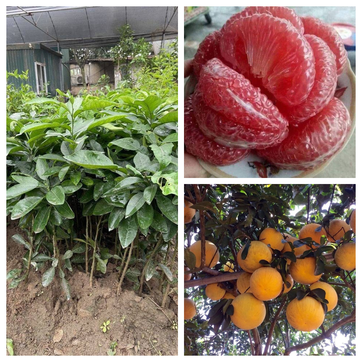 Cung cấp cây giống bưởi tân lạc