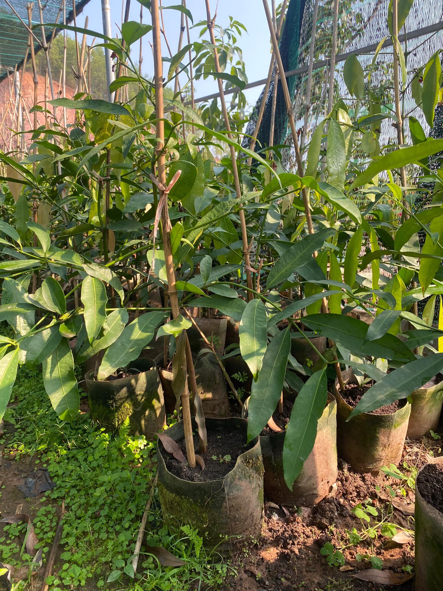 CÂY GIỐNG MĂNG CỤT VÀNG