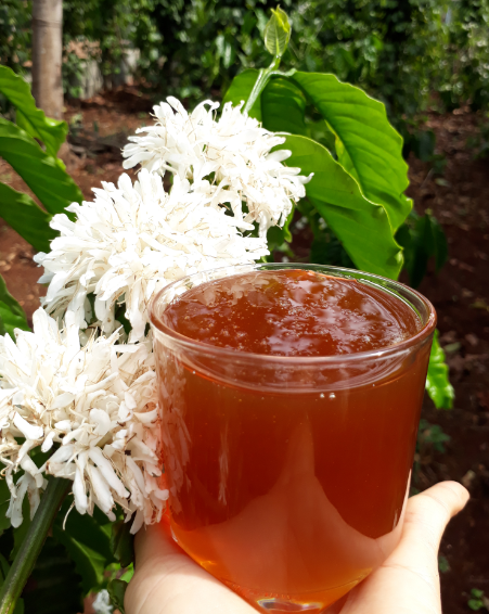 MẬT ONG HOA CÀ PHÊ – ĐẶC SẢN TÂY NGUYÊN