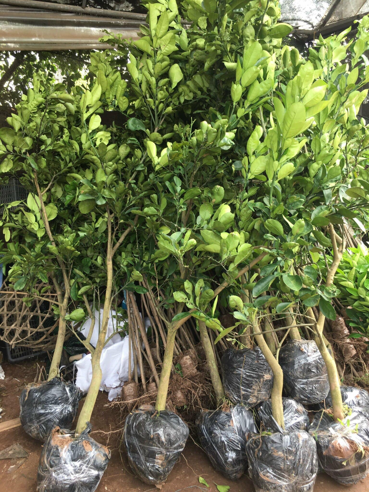 CÂY BƯỞI DIỄN CHOAI