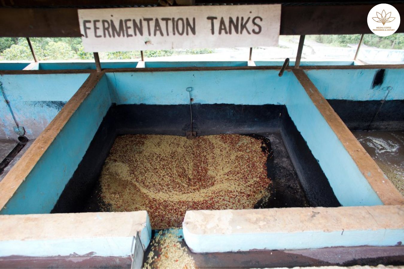 Infused Vs. Co-Fermented Coffee: Is There A Difference?