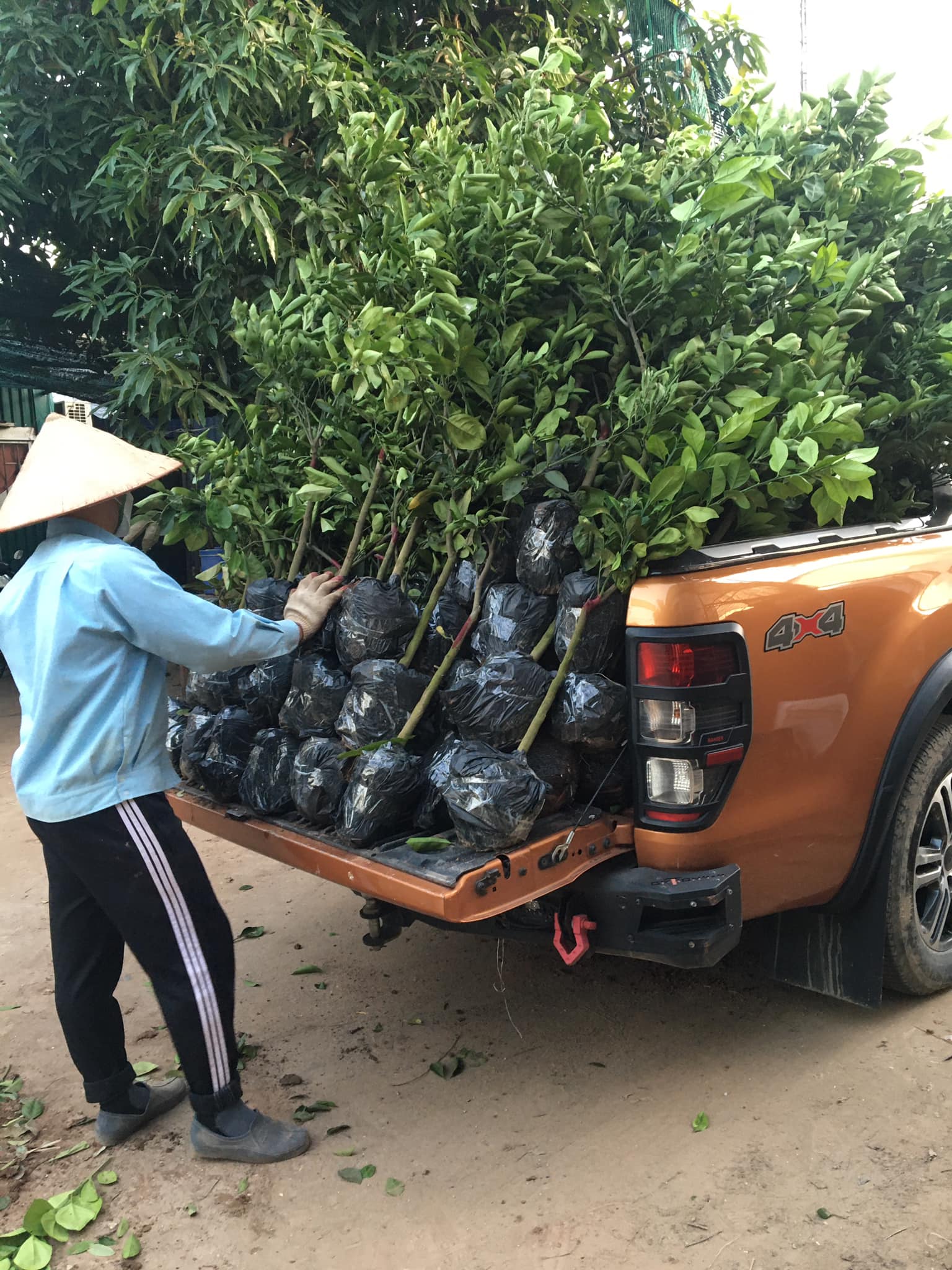 CÂY CAM VINH