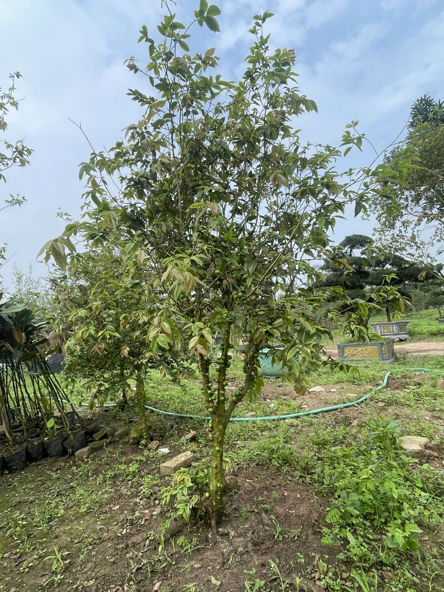NHO THÂN GỖ TO