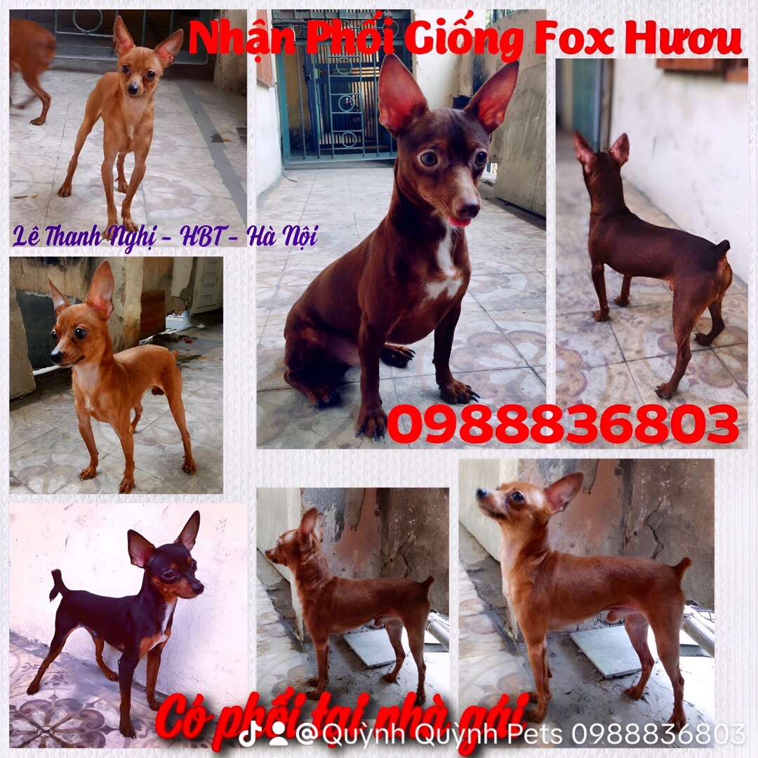 Nhận phối giống Fox mini. 0988836803