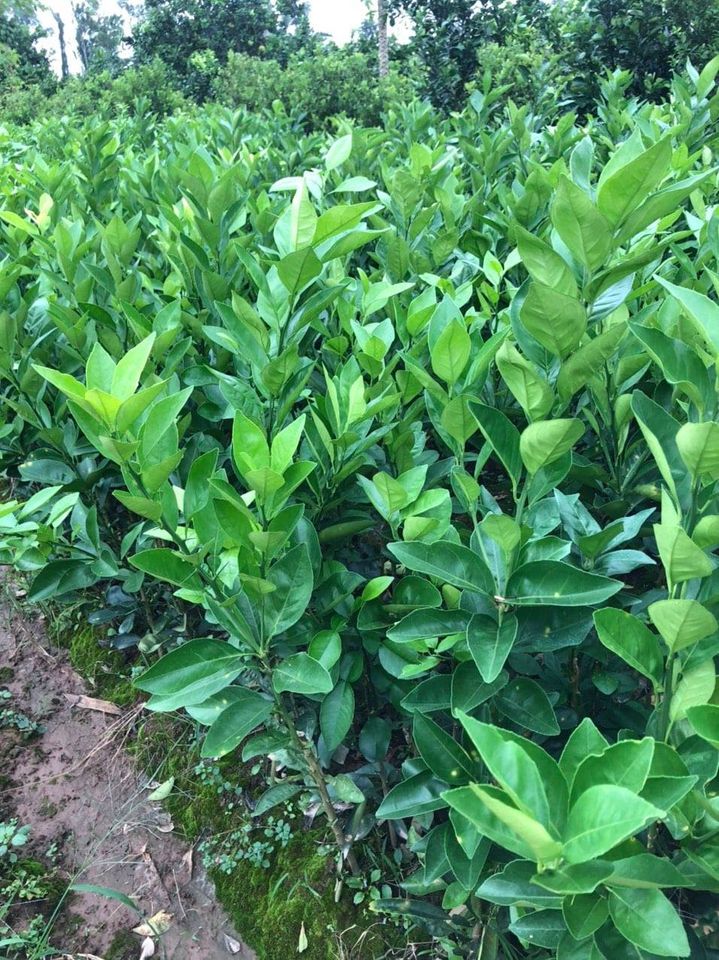 GIỐNG CAM XOÀN