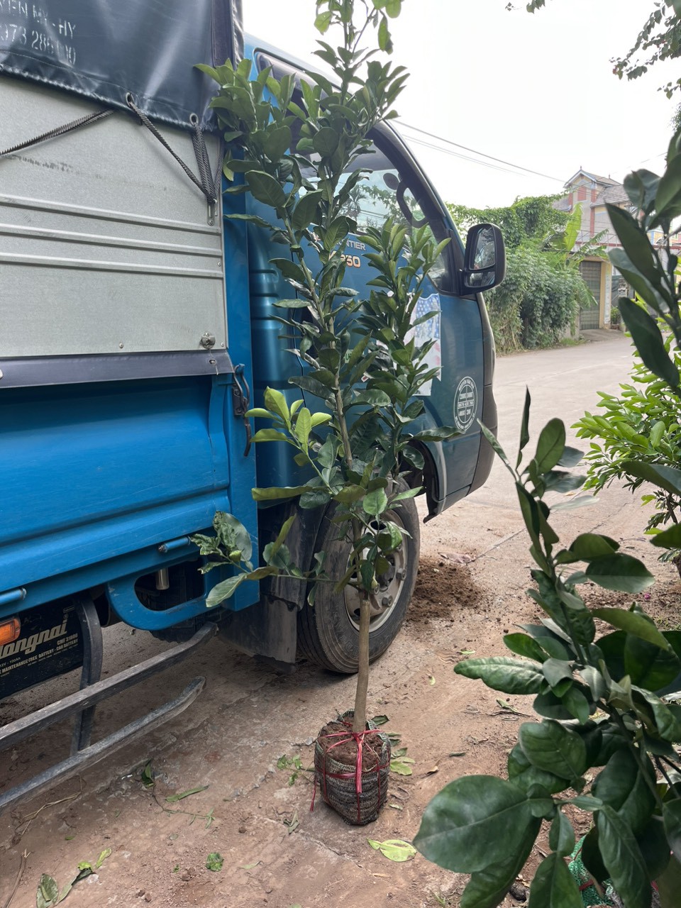 CÂY BƯỞI ĐỎ TÂN LẠC (VỎ VÀNG RUỘT ĐỎ) CỠ NHỠ