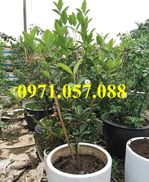 Cây giống cherry brazil