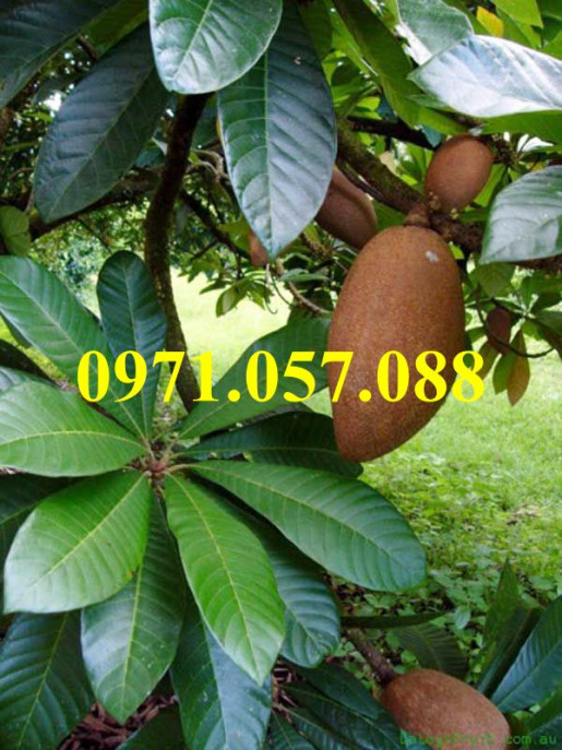 Cây giốg hồng xiêm ruột đỏ