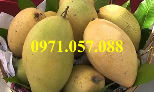 Cây giống xoài đài loan
