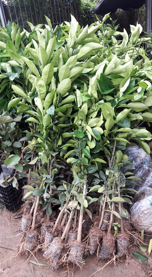GIỐNG BƯỞI ĐỎ TÂN LẠC